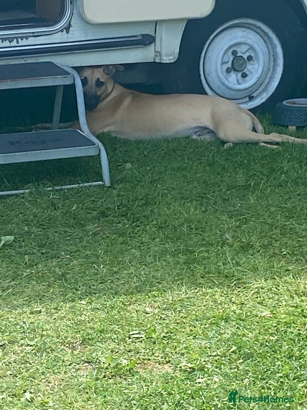 Mixed Breed dogs for sale: Lurcher free to a good home  - Image 3