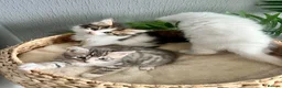 Siberian cats for sale: Fluffy kittens  - Advert 3