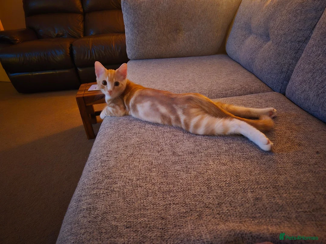 Mixed Breed cats for sale: Pumpkin - Advert 1
