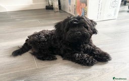 Shihpoo dogs for sale: George Male shih Tzu age 6 months  - Image 2