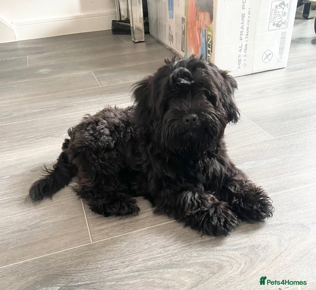 Shihpoo dogs for sale: George Male shih Tzu age 6 months  - Image 2