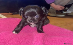 Chihuahua dogs for sale: 2 girl chihuahuas  - Image 4