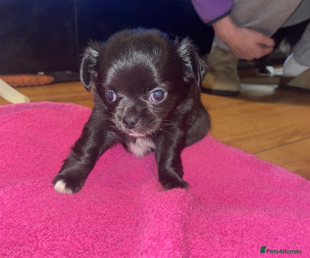 Chihuahua dogs for sale: 2 girl chihuahuas  - Image 4