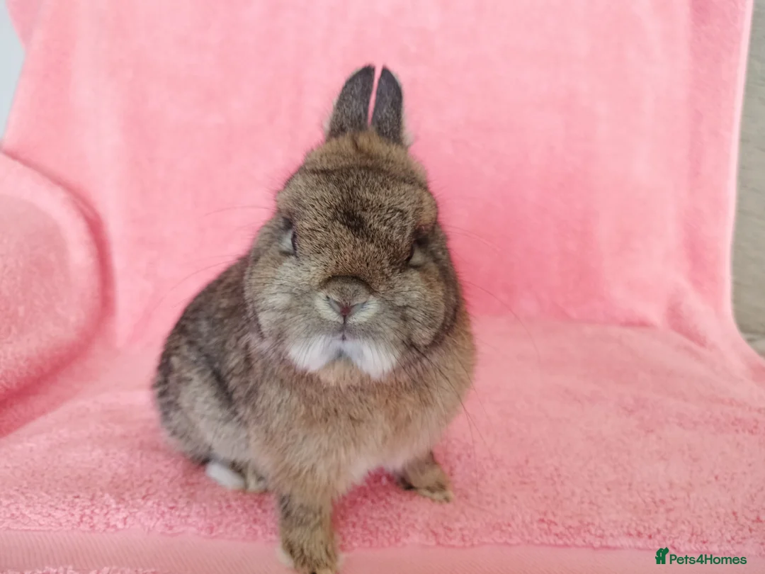 Netherland Dwarf rabbits for sale: Netherland dwarf for sale  - Advert 3
