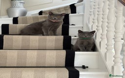 British Shorthair cats for sale: British Shorthair Kitten – Playful & Loving Boy - Image 3