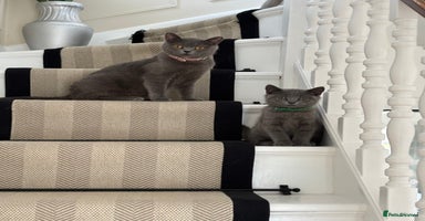 British Shorthair cats - Advert 6