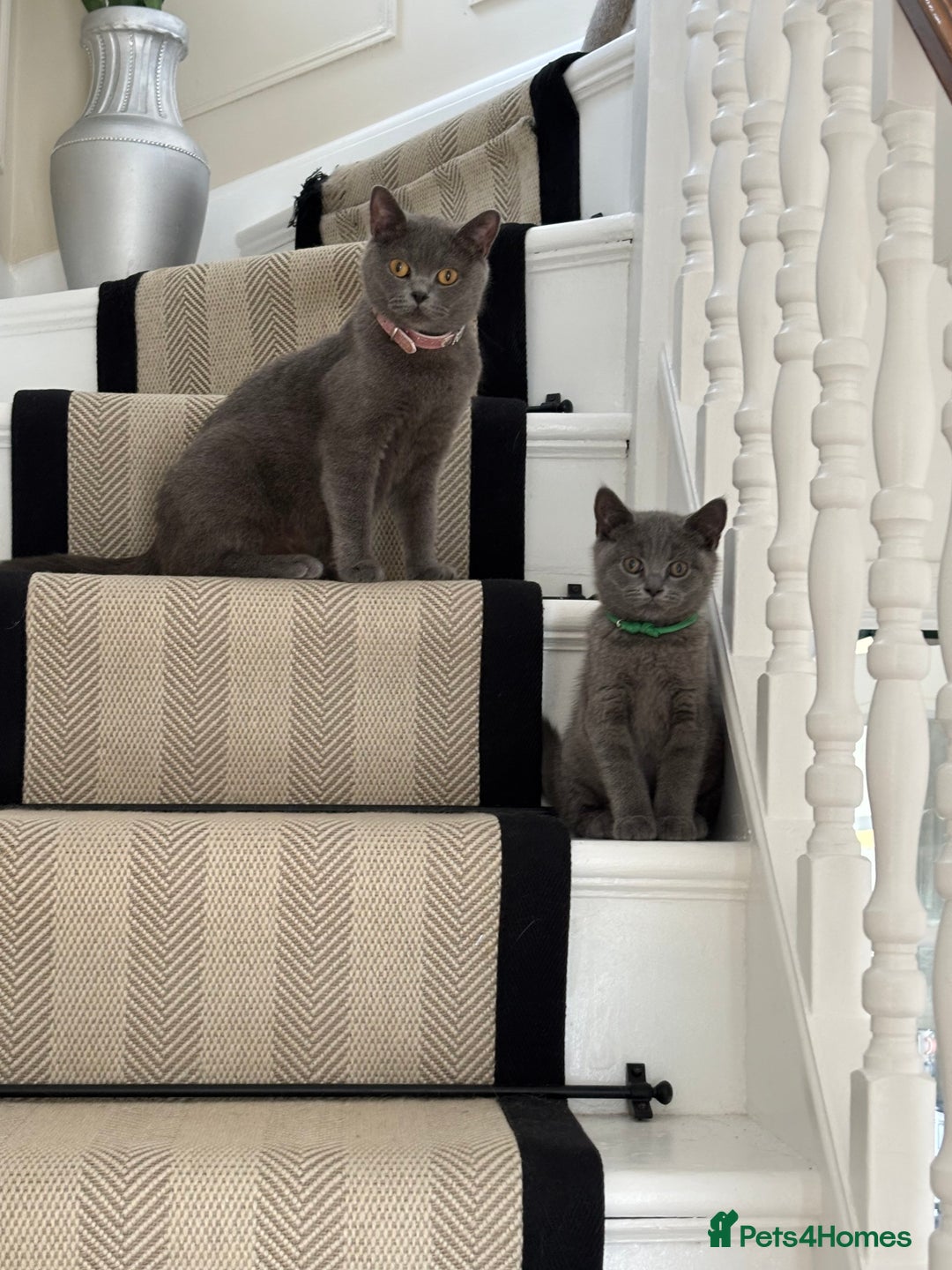 British Shorthair cats for sale: British Shorthair Kitten – Playful & Loving Boy - Image 3