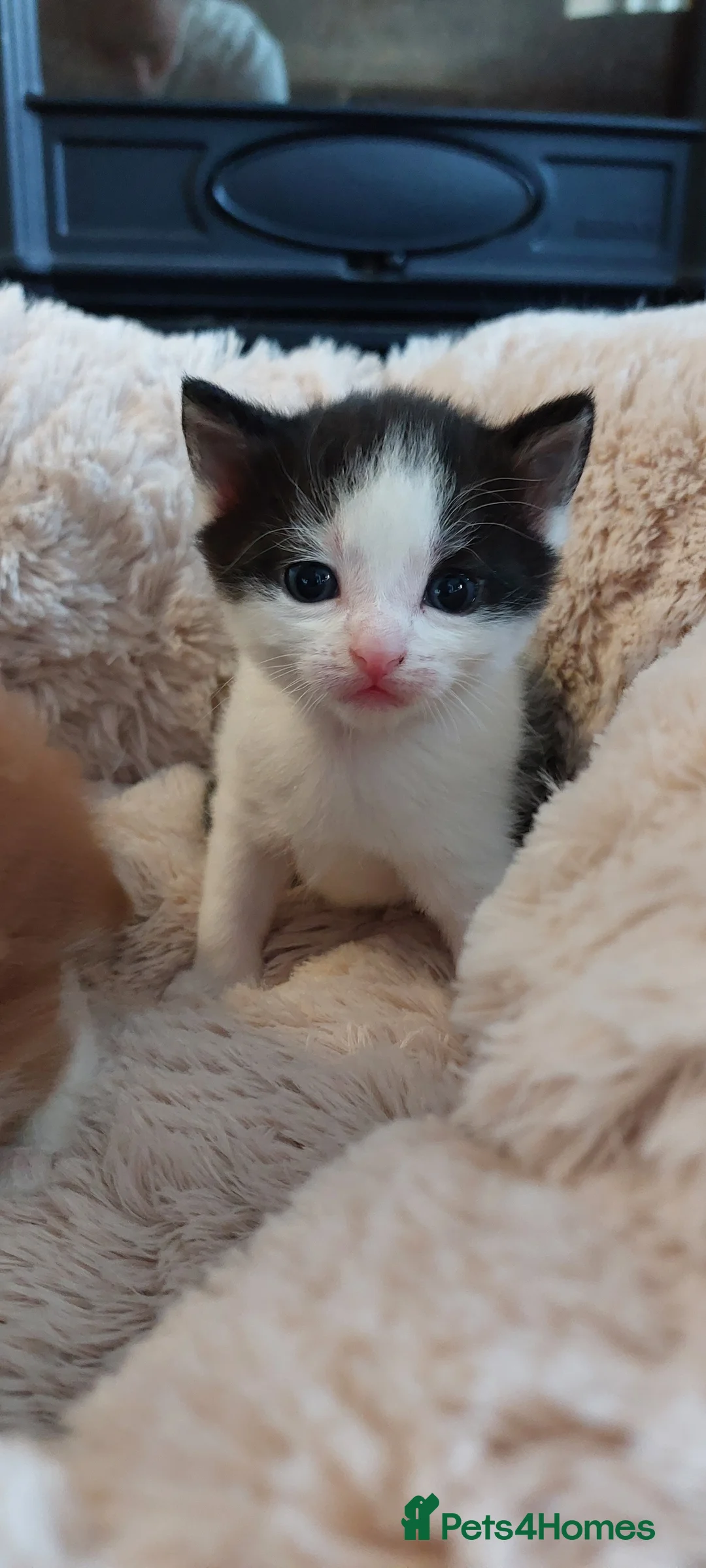 Mixed Breed cats for sale: Ready to Leave - 3x Beautiful Mixed Breed Kittens  in Northampton - Advert 2
