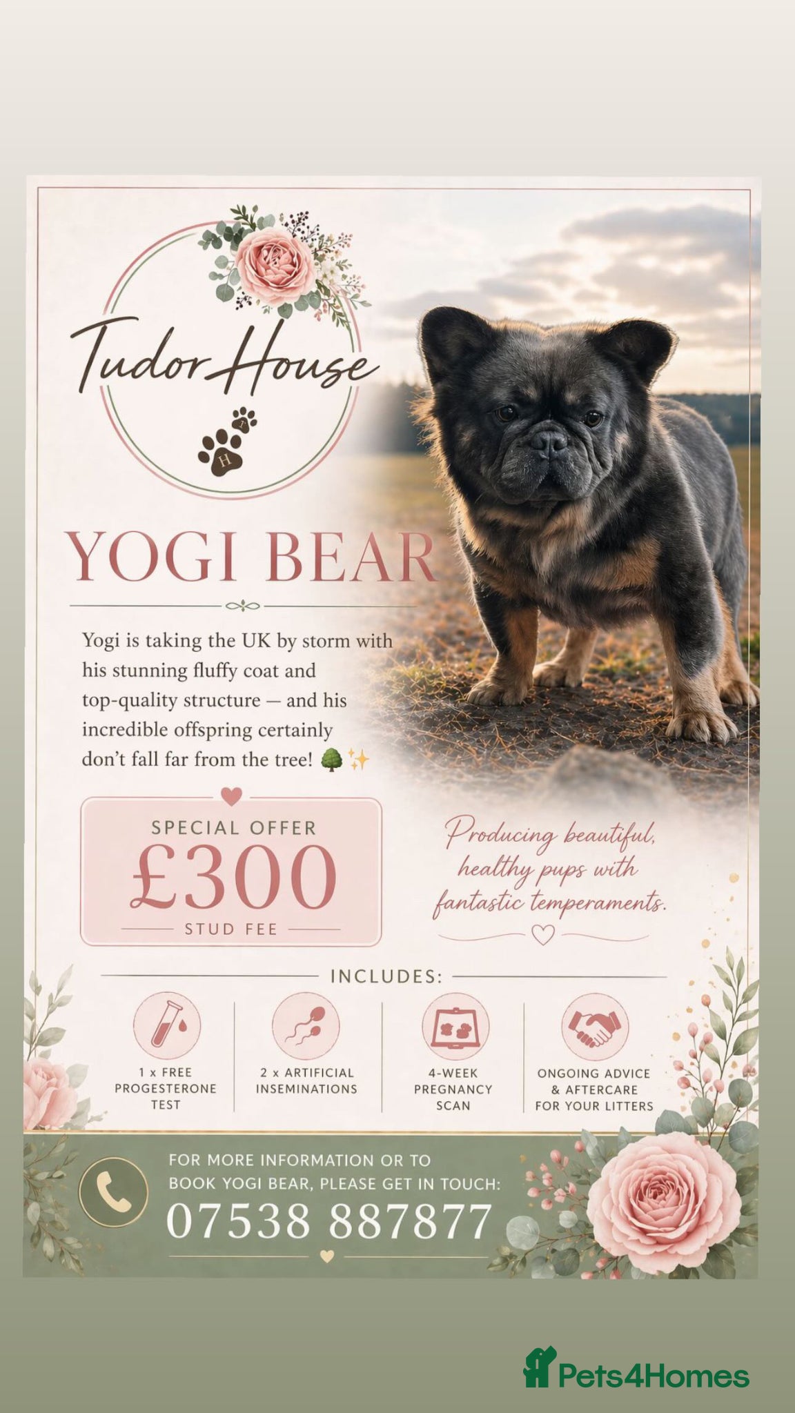 French Bulldog dogs (Stud) Blue & Tan carrying Choc Fluffy  - Advert 1