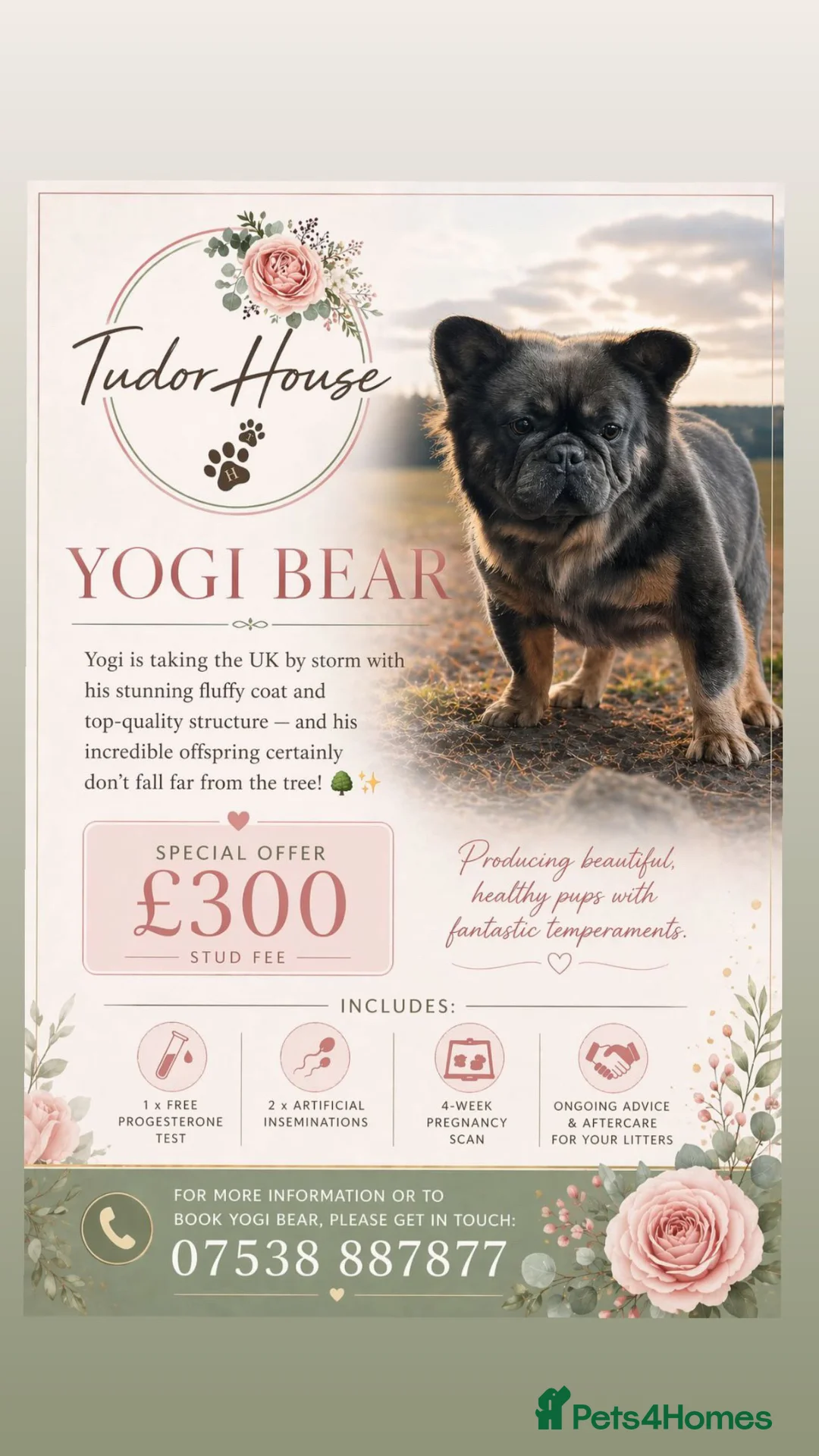 French Bulldog dogs for stud: (Stud) Blue & Tan carrying Choc Fluffy  - Advert 1