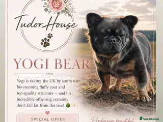 French Bulldog dogs (Stud) Blue & Tan carrying Choc Fluffy - Advert 5