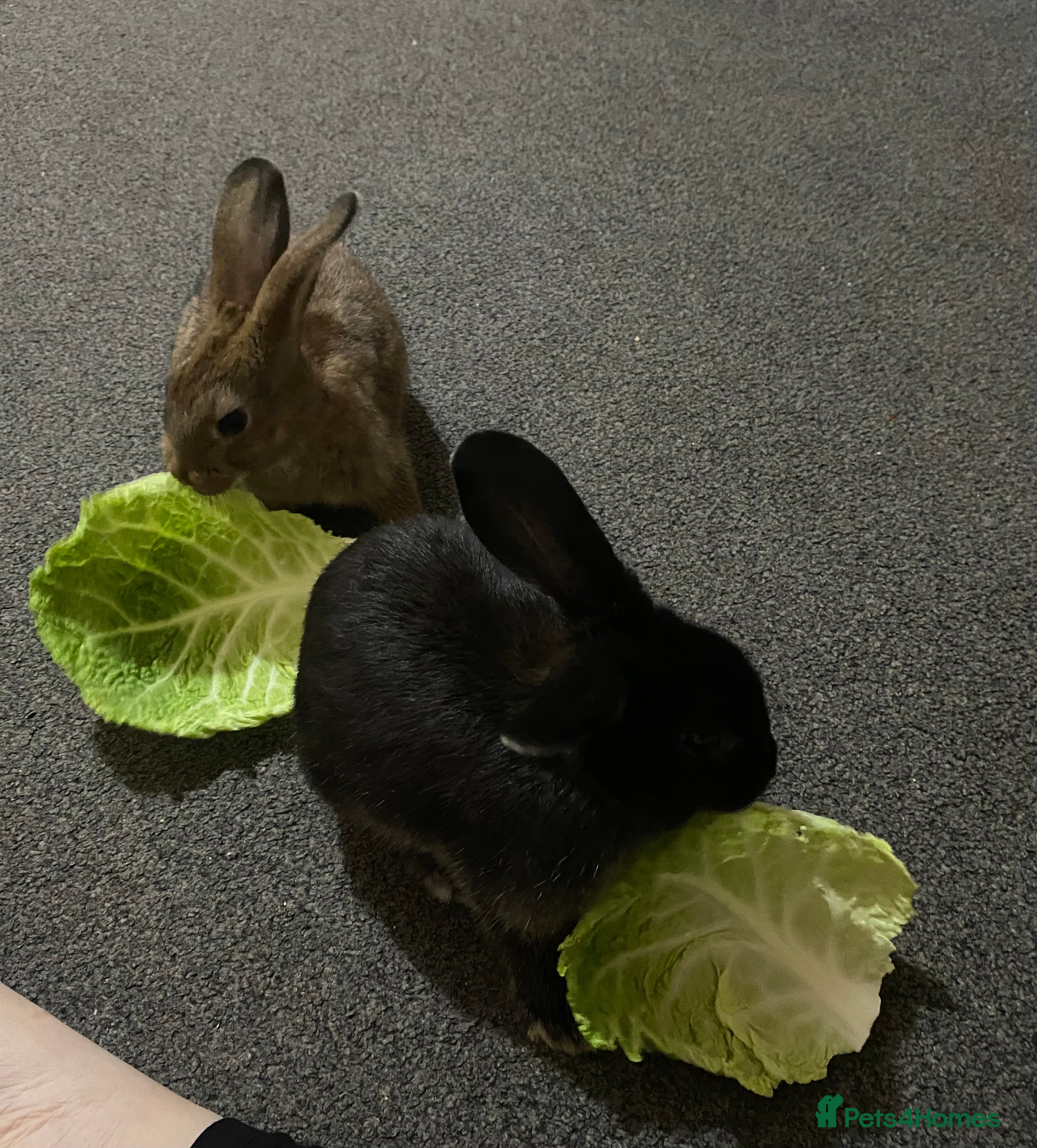 Rex rabbits 2 male rabbits for sale  - Advert 5