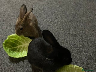 Rex rabbits - Advert 3