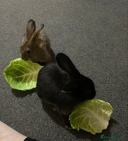 Rex rabbits - Advert 1