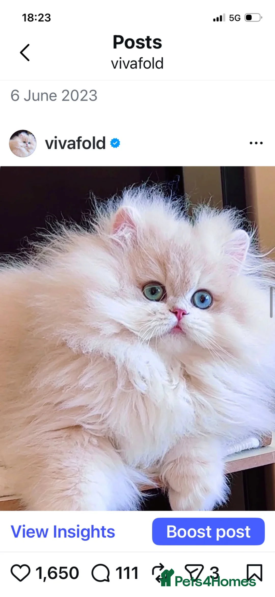 British Shorthair cats for sale: Champion bloodline Exclusive Babies  - Advert 9