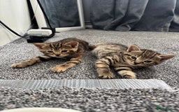 Mixed Breed cats for sale: American bobtail / tortoise shell - Image 11