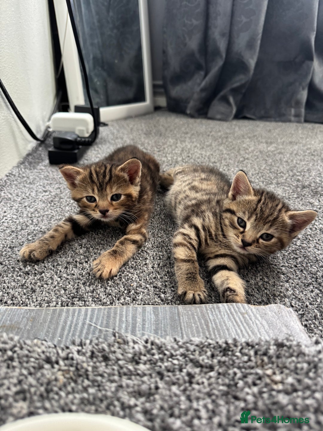 Mixed Breed cats for sale: American bobtail / tortoise shell - Image 11