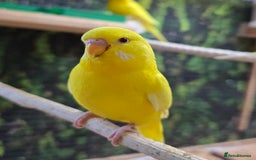 Budgerigars birds for sale: Yellow Lutino budgies. - Image 5