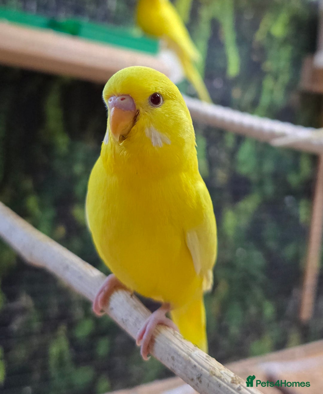 Budgerigars birds for sale: Yellow Lutino budgies. - Image 5