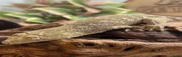Gecko reptiles for sale: CB25 Pine Island Leachianus Gecko - Advert 4