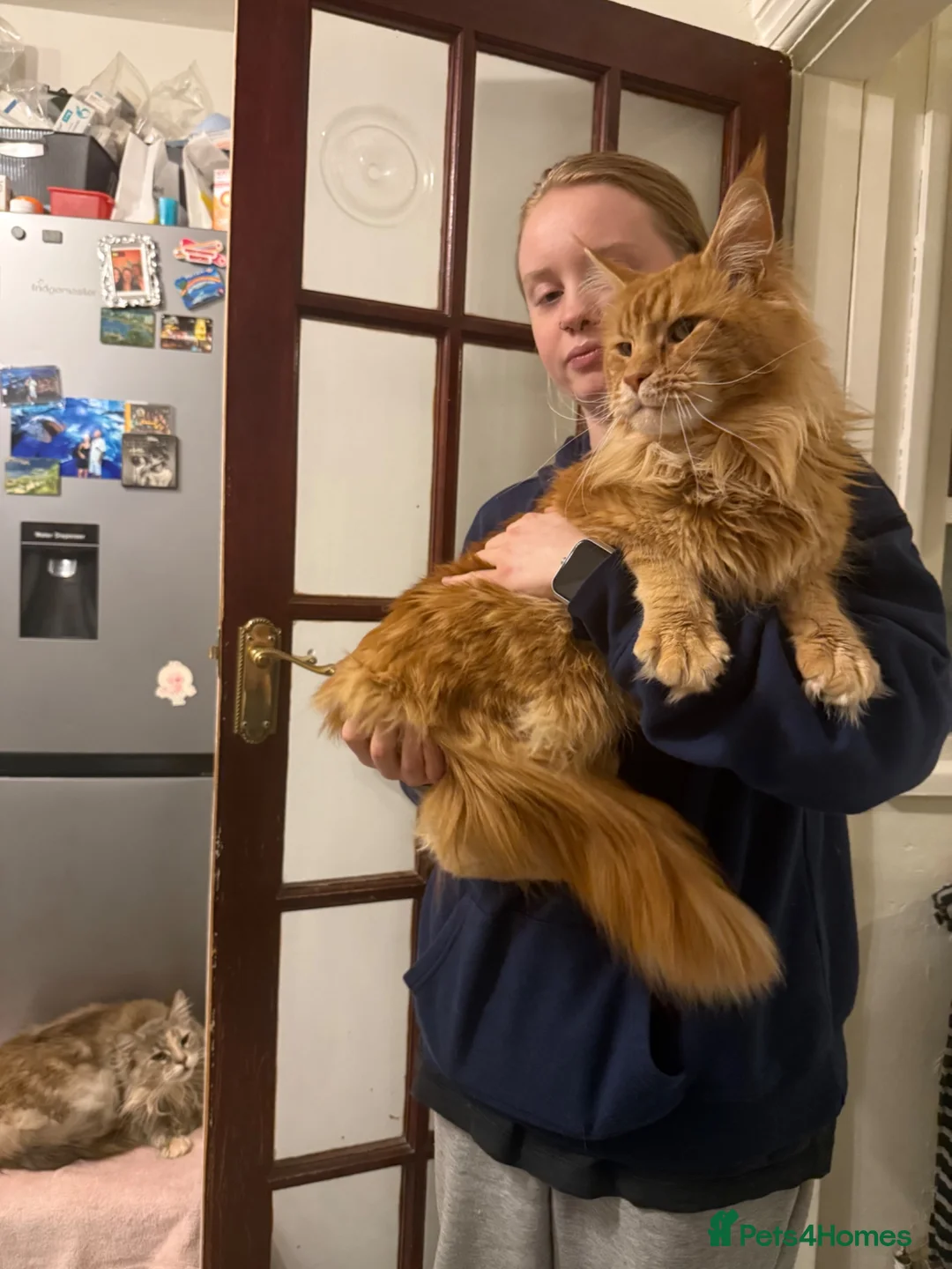 Maine Coon cats for sale: Pedigree / tica Maine coon kittens - Advert 18
