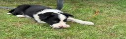 Border Collie dogs for sale: 3 x Gorgeous Collie Pups- Mum ISDS Registered!  - Advert 11
