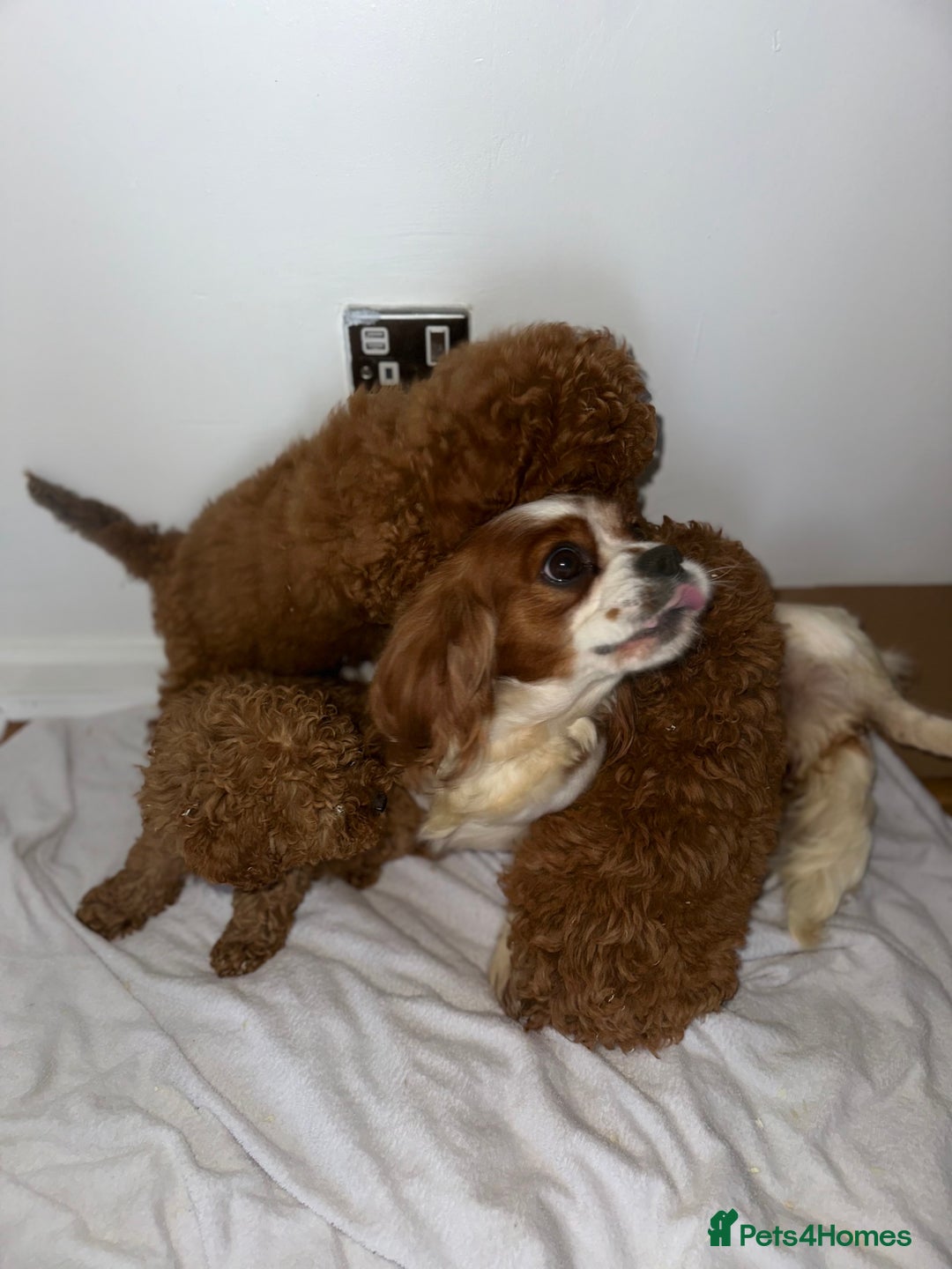 Cavapoo dogs for sale: F1 cavapoo  reddy now  - Image 9