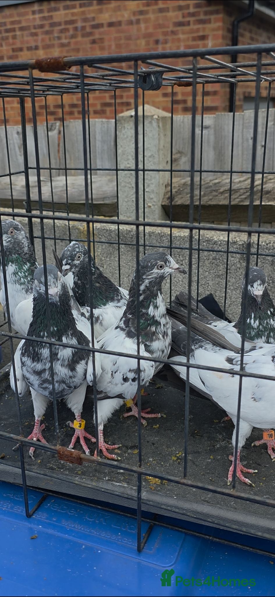 Mixed Breed birds PIGEONS FOR SALE  - Advert 12