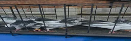 Mixed Breed birds for sale: PIGEONS FOR SALE  in High Wycombe - Advert 1
