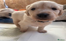 Golden Retriever dogs for sale: Golden retriever puppies  - Image 21