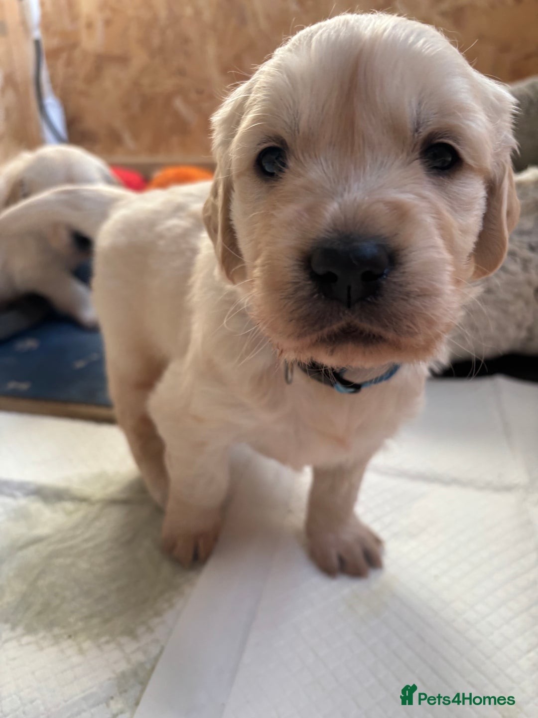 Golden Retriever dogs for sale: Golden retriever puppies  - Image 21