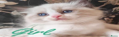 Ragdoll 11