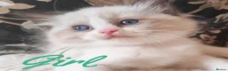 Ragdoll cats for sale: GCCF REGISTERED BEAUTIFUL RAGDOLLS KITTENS  - Advert 37
