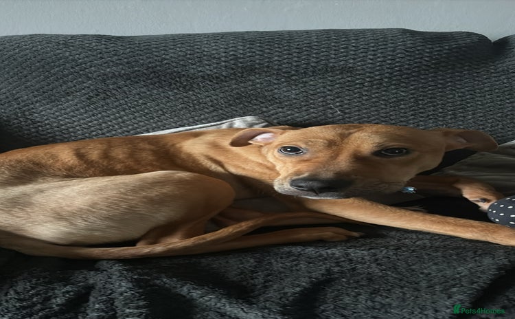 Lurcher dogs - Advert 2