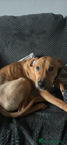 Lurcher dogs - Advert 1