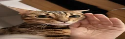 Bengal cats for sale: Female Bengal cat Fifi - Advert 7