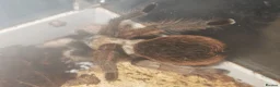 Tarantulas invertebrates for sale: tarantulas, Scorpions, Geckos,bugs and snails. - Advert 19