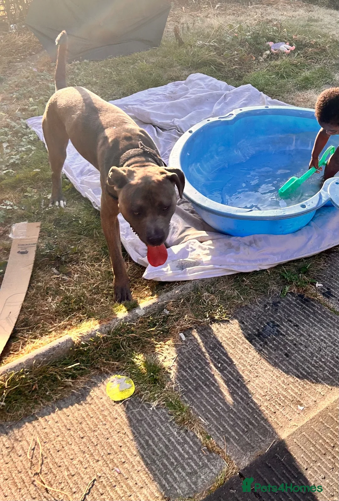 Cane Corso dogs for sale: Rehome family dog  - Advert 2