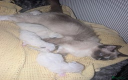 Ragdoll cats for sale: Absolutely gorgeous ragdoll kittens - Image 3