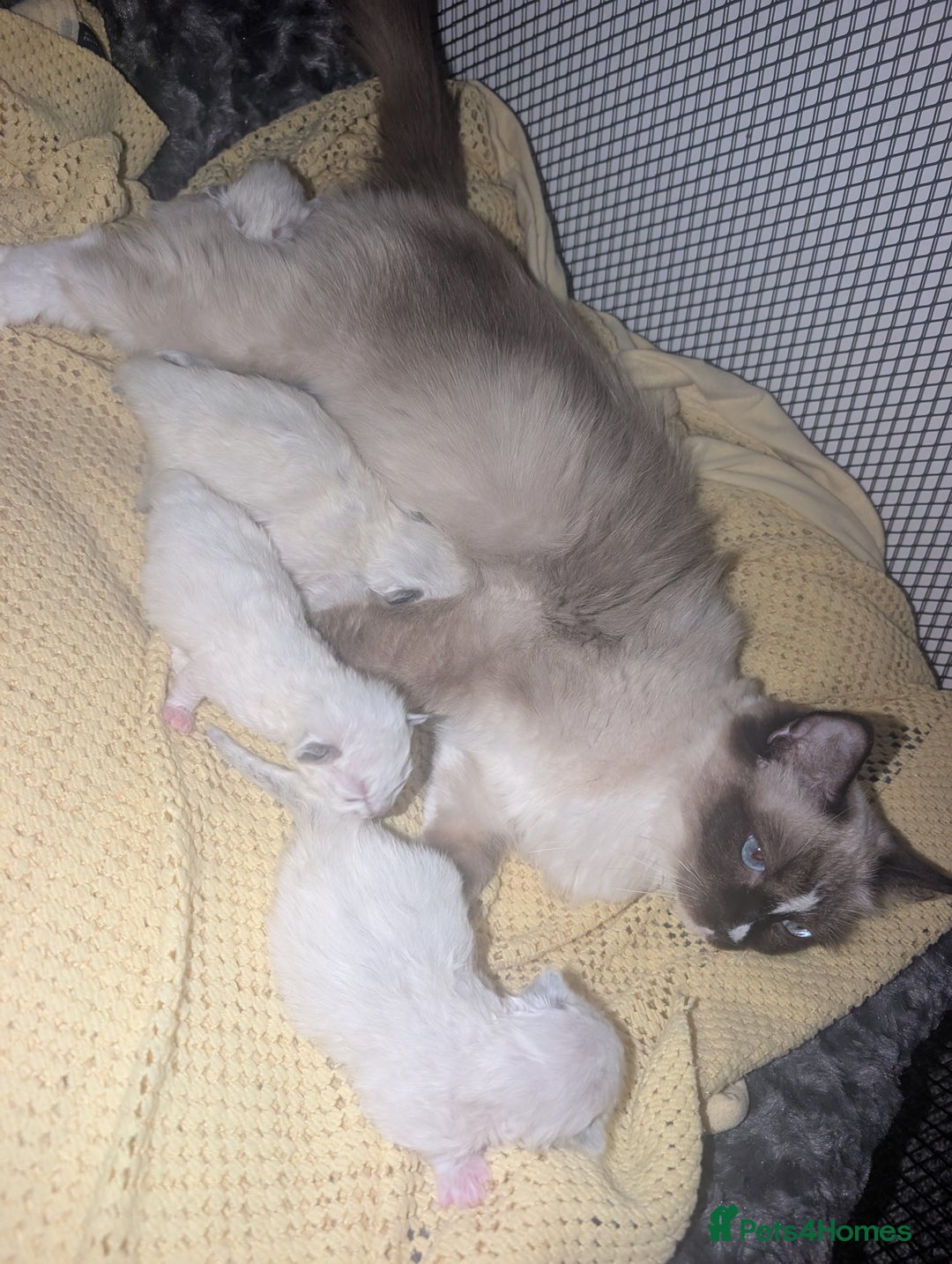 Ragdoll cats for sale: Absolutely gorgeous ragdoll kittens - Image 3