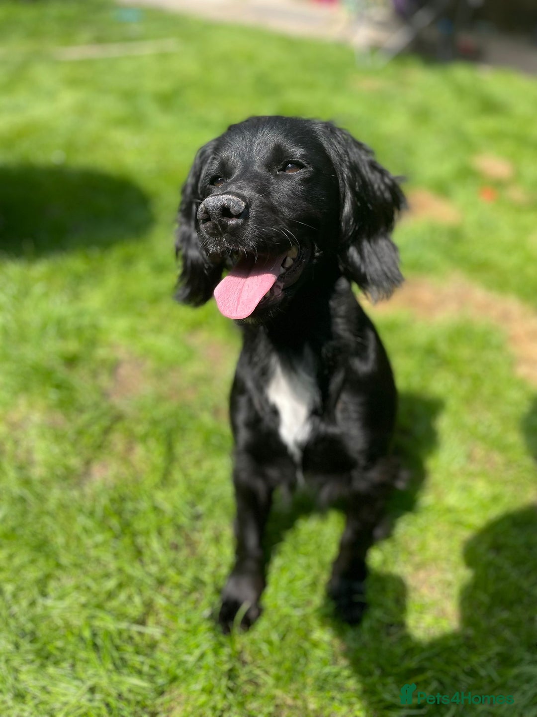 Cocker Spaniel dogs for sale: Female  - Image 6