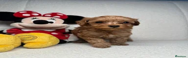 Cockapoo 2