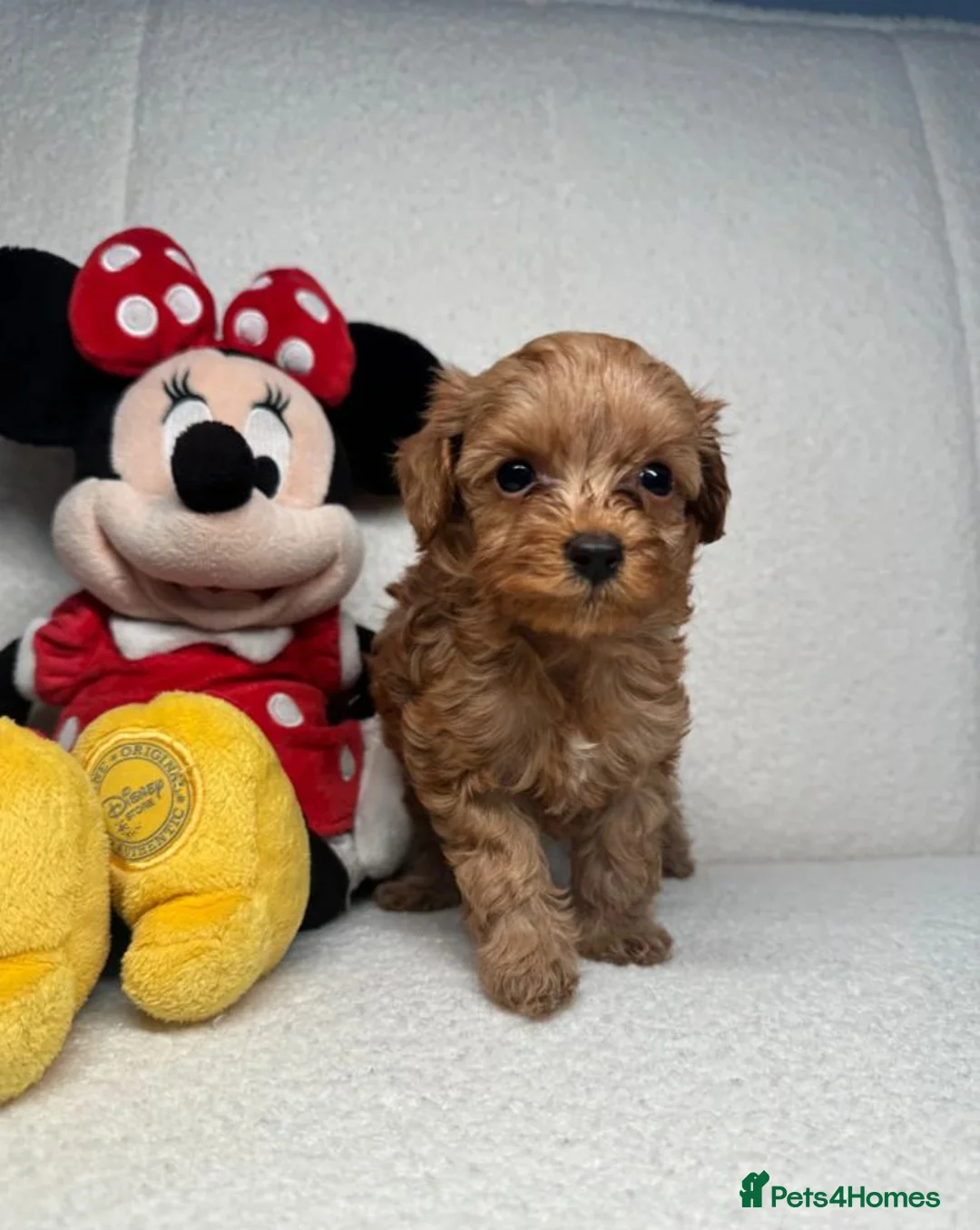 Cockapoo dogs for sale: Beautiful Cockapoo Puppies - Advert 2
