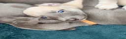 Whippet dogs for sale: Gorgeous Whippets Ready for forever Home - Advert 8
