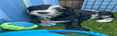 Cockapoo 6