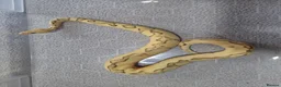 Python Snake reptiles for sale: Royal Python collection in Blackburn - Advert 13
