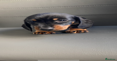 Dachshund dogs - Advert 5