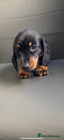 Dachshund dogs - Advert 4