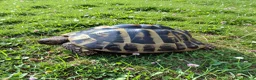 Hermann Tortoise reptiles for sale: Female Hermann Boettgeri Tortoise  - Advert 3