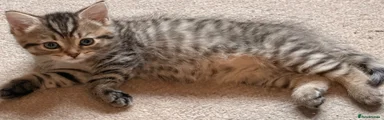 Persian 3 💜